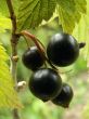 blackcurrant