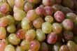 Grape