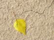 lonely yellow leaf