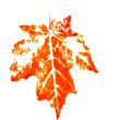 Fall Leaves