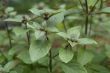 purple basil