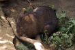 Wombat