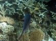 Great Barrier Reef