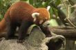 Red Panda