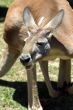 Kangaroo