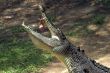 Crocodile
