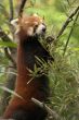 Red Panda