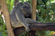 Koala Bear