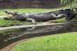 Crocodile