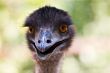 ostrich