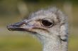 ostrich