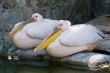 two pelicans
