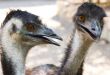 ostriches