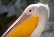 pelican head