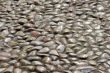 Small Cobblestone Patter