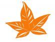 Yellow Leaf