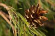 Pine cone
