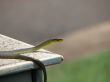 Tree Snake