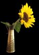 Sunflower in Brass Jug Still Life