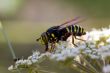 Hoverfly