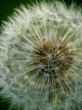 dandelion blowball