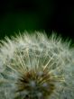 dandelion blowball