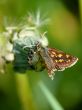 butterflie
