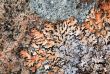 Rock and lichen