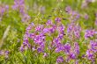 Field of willow-herb