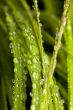 Grass close up after a rain