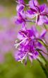 willow-herb close up