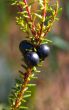 Crowberry
