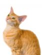 Red cat