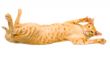 Red cat
