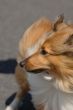 Shetland Sheepdog