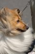 Shetland Sheepdog