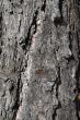 texture of bark of old pine