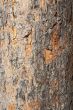 texture of bark of middle age pine