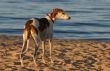 beach hunter