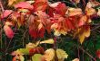 colors of autumn