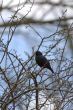 Singing Starling