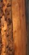 dry tree trunk in sunset light