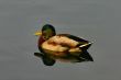 single male colorful duck