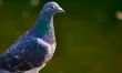 Pigeon`s look