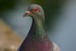Pigeon`s look