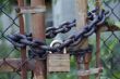 rusty locked gate