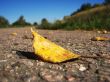 history of one leaf
