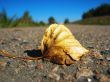 history of one leaf