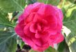 pink beauty