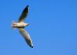 Spread your wings